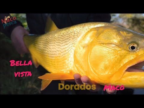 Pescando con amigos, hermosos Dorados salieron y algo más en Bella Vista Corrientes 