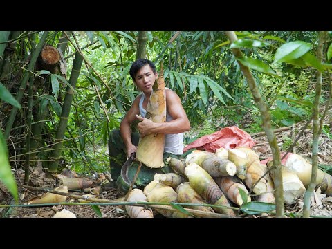 CEO goes into the forest to dig giant bamboo shoots to be self-sufficient in raw food in the forest
