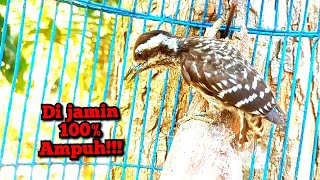 Download lagu SUARA PIKAT PELATUK BERAS PALING DI CARI 2023 ! PIKAT PELATUK BERAS  JANTAN GACOR BOCOR mp3
