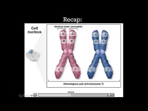 BIO101 Online | Chapter 11: Genetics (Part 1 of 2)