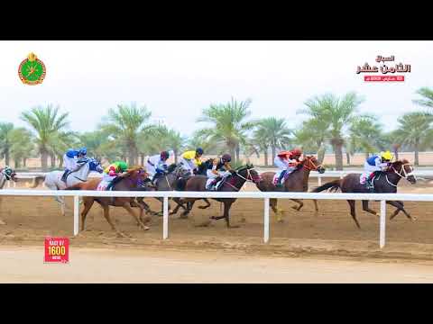 الشوط السابع - السباق الثامن عشر- الرحبة 23/03/2019 Race 7-18th meeting