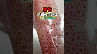 【癒やし】ずっと見てられる…万華鏡のようなケンサキイカの色素細胞