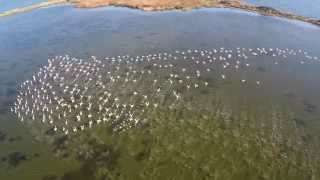 Solana Ulcinj Aerial Video | Flamingos | Birdwatching in Montenegro | Ferienwohnungen UTJEHA.ME