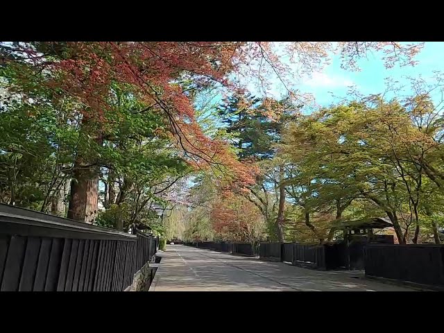 2024 [Kakunodate Cherry Blossoms] Blooming Status April 22nd