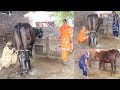 Evening Village Vlog Cow Milking ️RUral Life Of Punjab India ️ Village Life Of Punjab Pind Life