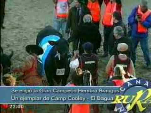 Gran Campeon Hembra Brangus 2010 ARE PORA