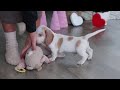 Dachshund dogs for sale: Charlie - Video 1