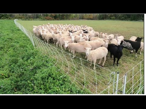 Moving Sheep and Dealing With Weeds In Organic Soybeans