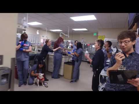 ACCESS Specialty Animal Hospital Mannequin Challenge - San Fernando Valley