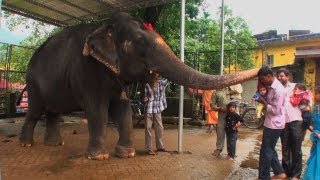 Seeking blessings of an Elephant 