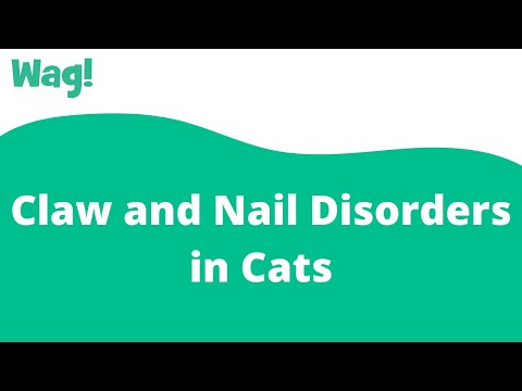 Claw and Nail Disorders in Cats | Wag!