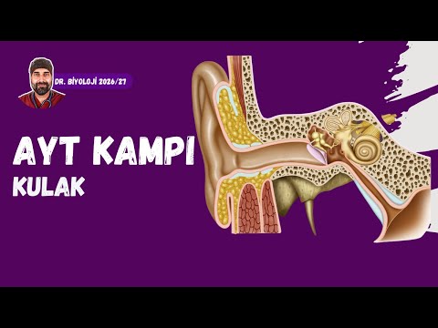 Sense Organs Ear | Dr. Biology | AYT Term 2026 - 2027