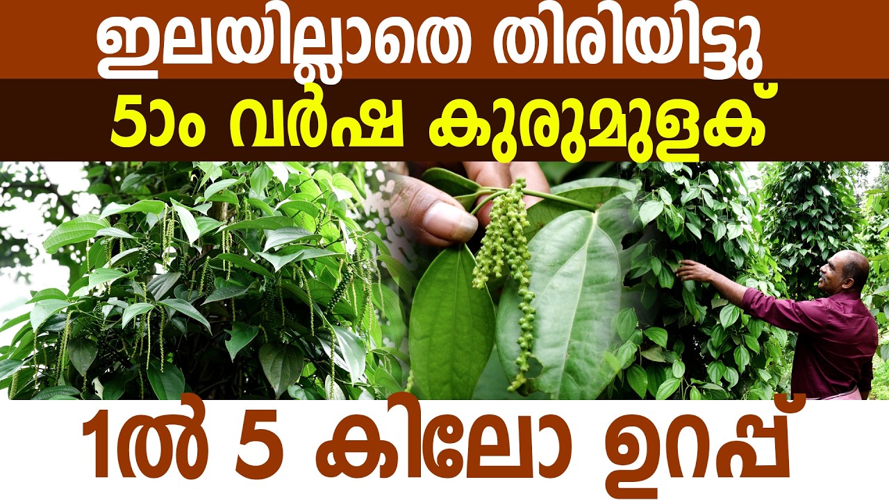 കുരുമുളക് മികച്ച ആധായം 