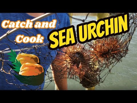 Catch and Cook Sea Urchin