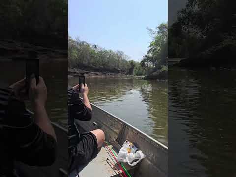 Andando de barco no Rio Miranda 🚤🌿 / #barco #pesca