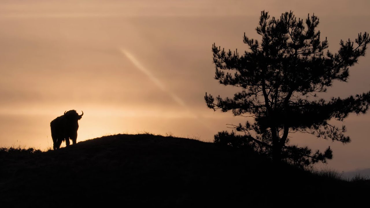 Europe's New Wild - Trailer