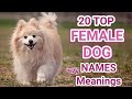 Top 20 Female Dog Names Popular Trending Female Dog Names With Meanings