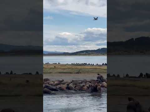 МОРСКИЕ ЛЬВЫ ОКУПИРОВАЛИ ОСТРОВ ПИНГВИНОВ ISLA MARTILLO #argentina #tierradelfuego #ushuaia #beagle
