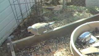 Mourning Dove at the Feeder