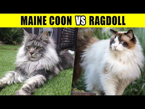 Maine Coon vs Ragdoll – Which Gentle Giant Cat Is Perfect for You?