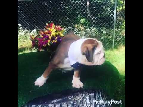 Axel in the backyard playing