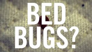 How to Inspect Your Hotel Room for Bed Bugs
