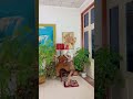 Talented Boy Shortvideo