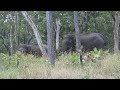 Mudumalai Forest Surounding Travel Videos