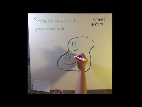 Measuring Copper Synergizing Compounds to Kill Streptococcus pneumoniae - Angela Rivera