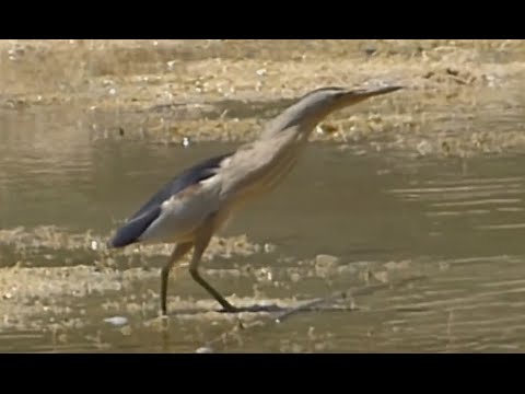 Ptice Hrvatske - Čapljica voljak, mužjak (Ixobrychus minutus) (Little Bittern, male) (1/1)