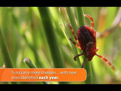 CTC Key Findings: Vector-Borne Disease Testing – Clients Want to Know About Vector-Borne Diseases
