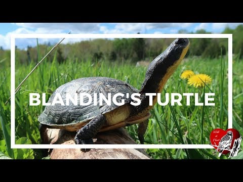 Blanding's Turtle Basking: Wild at Heart