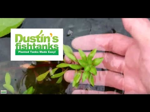 How to: Maintenance in Garden pond; greenhouse tank update, algae in top pond