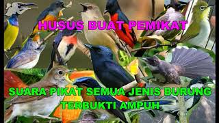 Suara Pikat Semua Jenis Burung Mp3 MP4 & MP3 Download