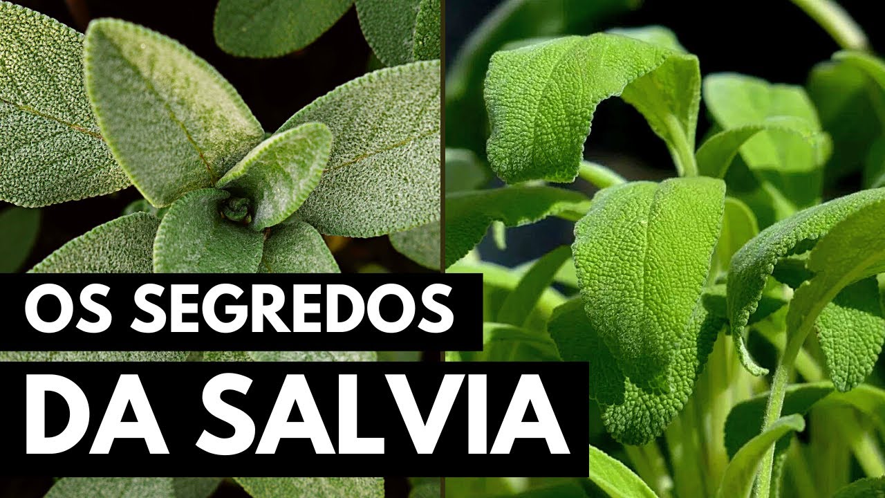 SALVIA: A PLANTA QUE IRÁ TE SALVAR #0049