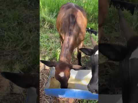 novilha girolanda mojando 2.800 tá em campo limpo de Goiás PV 62 9466-9410 07/04/24 🌵🐔🌻