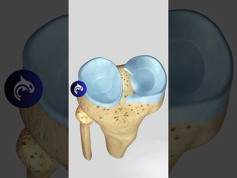 ACL Anterior Cruciate Ligament MCL Medial Collateral Ligament Tear and Repair No Narration