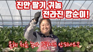 귀농의신!! 전라진 깡순이 유튜버의 딸기 농사 1년차!!! 벌써 동네에서 딸기 농사 잘 짓는다고 소문이 자자…