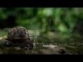Snails Time-lapse - The Great British Year: Episode 3 Preview - BBC One