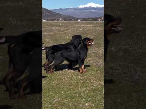 Lebra dog full black dog video #pitbull #dogbreed #americanbully #pitbulldog