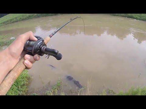 Alligator hopper på krogen