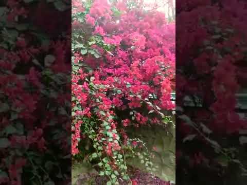 Kudrat ke nazare #monday #mondaymornings #freshmornings #phool #flowers #gulabi #kudrat #nazare