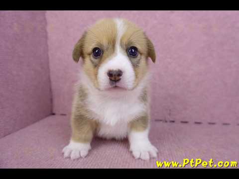 09/22雙色柯基犬母幼犬2號(桃園觀音)