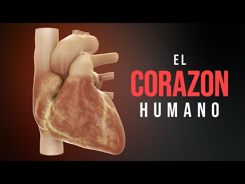 Cómo funciona el corazón (Animación)