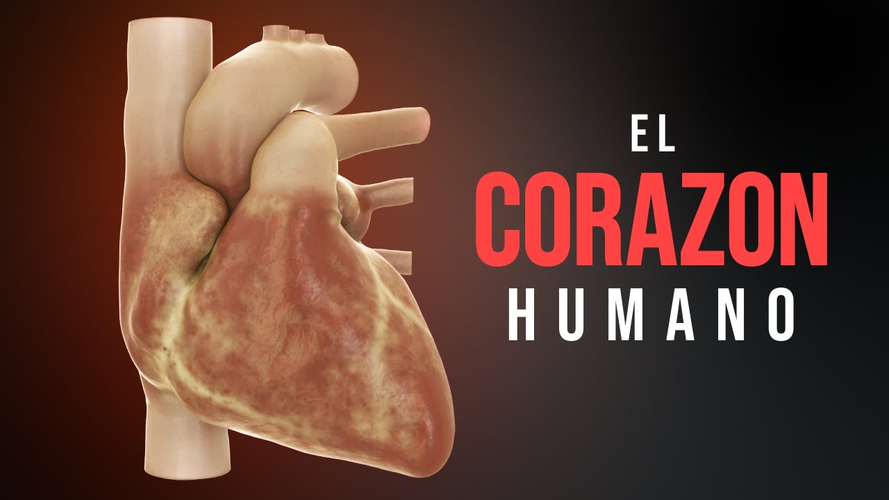 Cómo funciona el corazón (Animación)