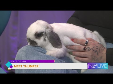 Pet of the Week: Meet Thumper - YouTube