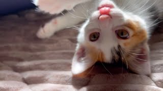 クッションを親の仇のように襲う子猫