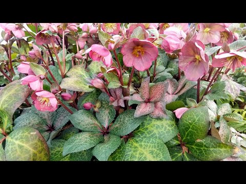 hellebore közös kezelés)