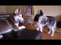Mishka Donates Food To The Local Animal Shelter