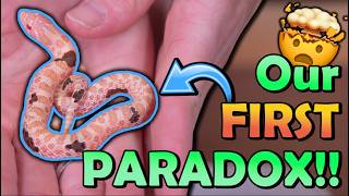 We Can't Believe what Baby Snake just Hatched!